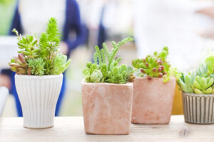 新潟ギャラリー② 300x200