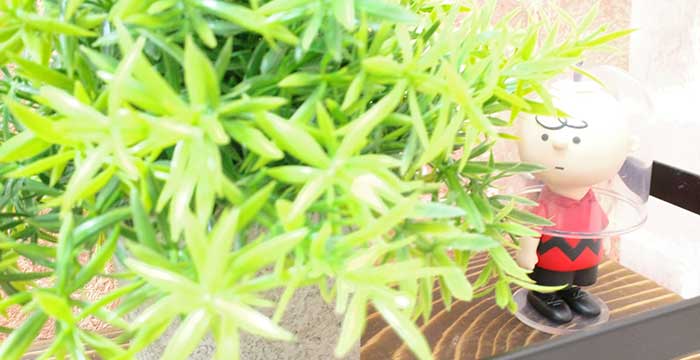 Soka happyinfo04
